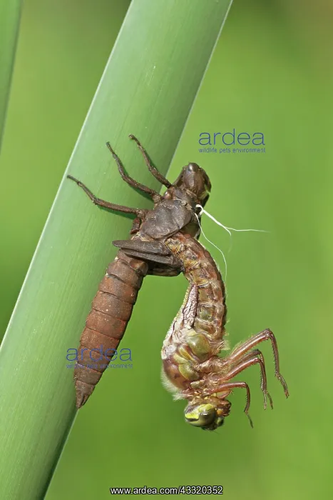 : Hairy Hawker : Hairy Hawker