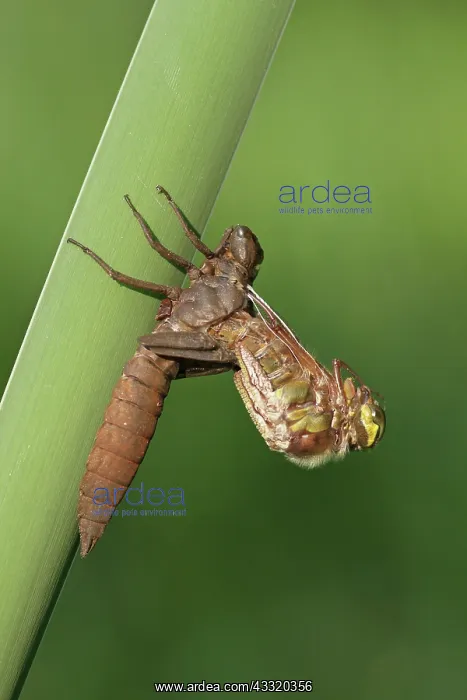 : Hairy Hawker : Hairy Hawker