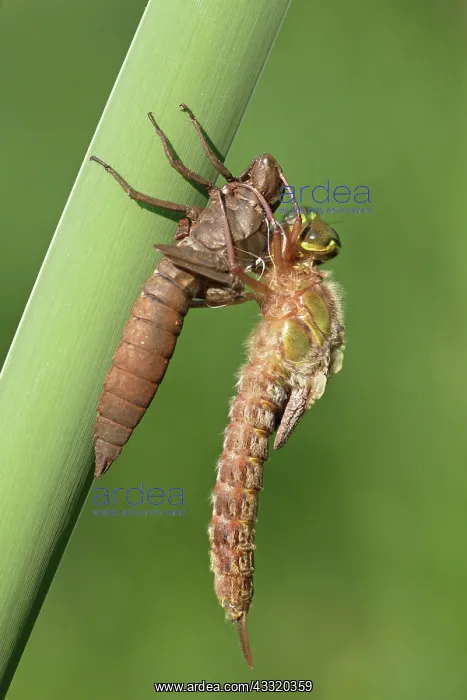 : Hairy Hawker : Hairy Hawker