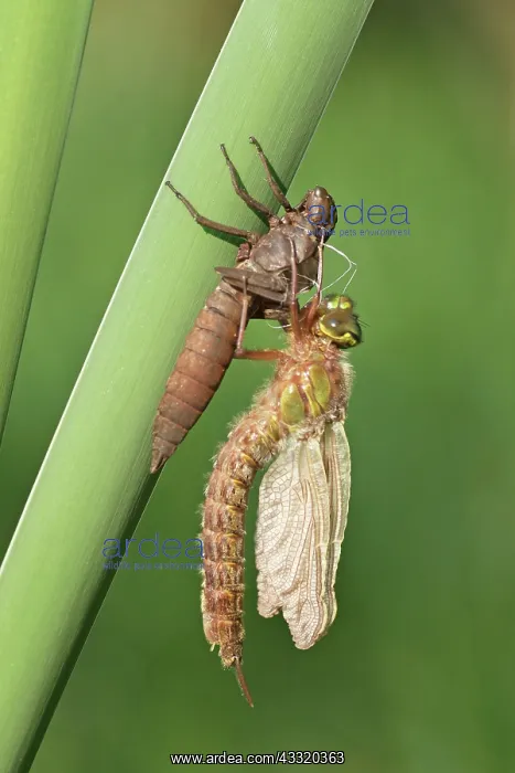 : Hairy Hawker : Hairy Hawker