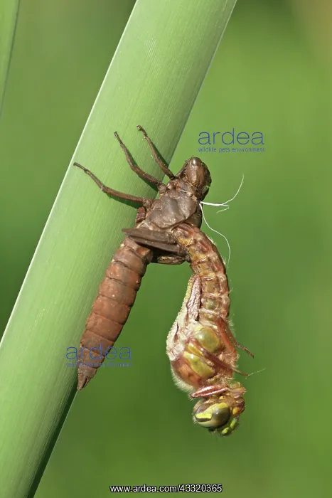 : Hairy Hawker : Hairy Hawker