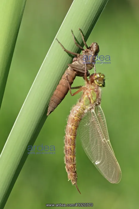 : Hairy Hawker : Hairy Hawker