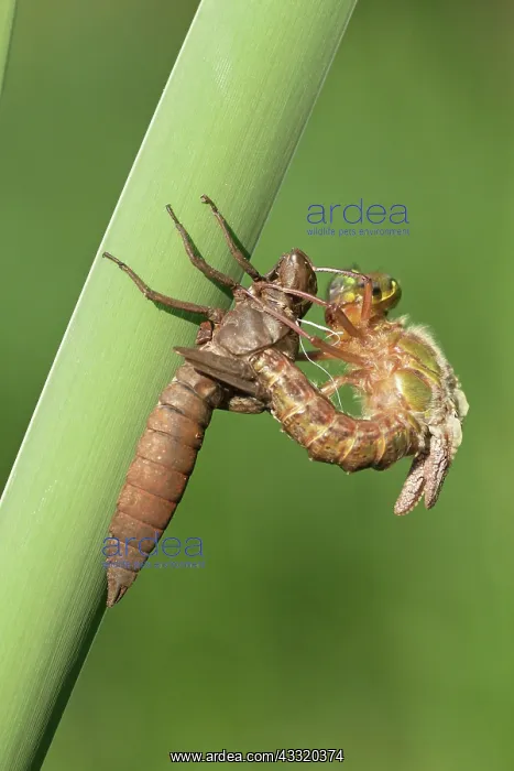 : Hairy Hawker : Hairy Hawker