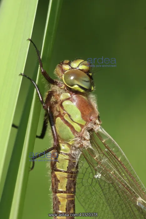  : Hairy Hawker
