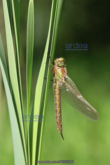 : Hairy Hawker : Hairy Hawker