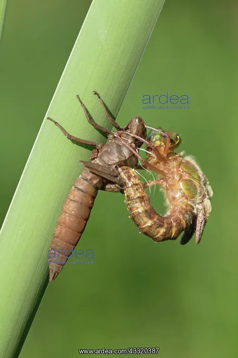: Hairy Hawker : Hairy Hawker