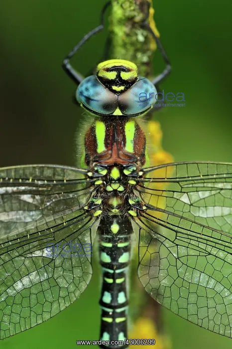 : Hairy Hawker Hairy Dragonfly portrait : Hairy Hawker Hairy Dragonfly portrait