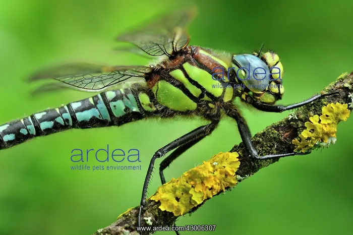 : Hairy Hawker Hairy Dragonfly portrait : Hairy Hawker Hairy Dragonfly portrait