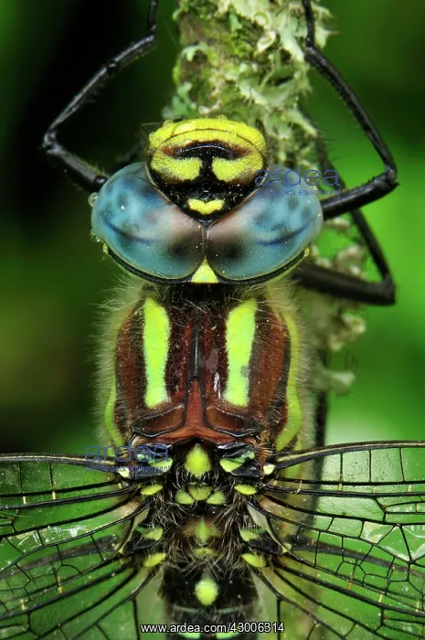 : Hairy Hawker Hairy Dragonfly portrait : Hairy Hawker Hairy Dragonfly portrait