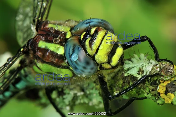 : Hairy Hawker Hairy Dragonfly portrait : Hairy Hawker Hairy Dragonfly portrait