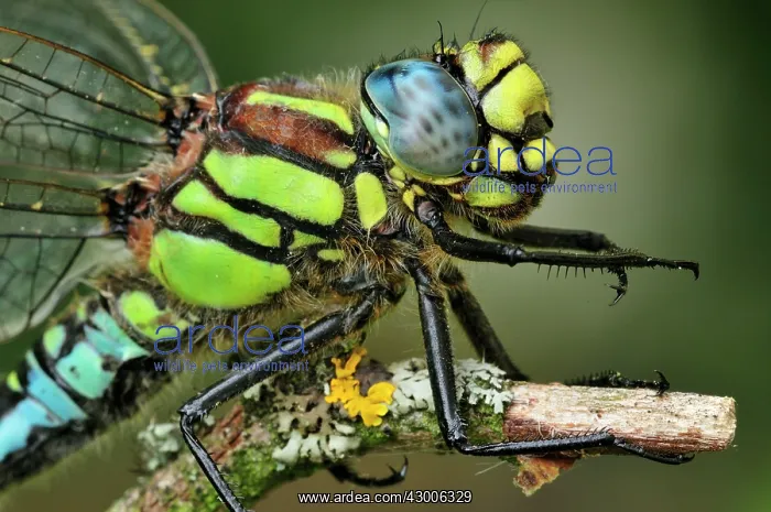 : Hairy Hawker Hairy Dragonfly portrait : Hairy Hawker Hairy Dragonfly portrait