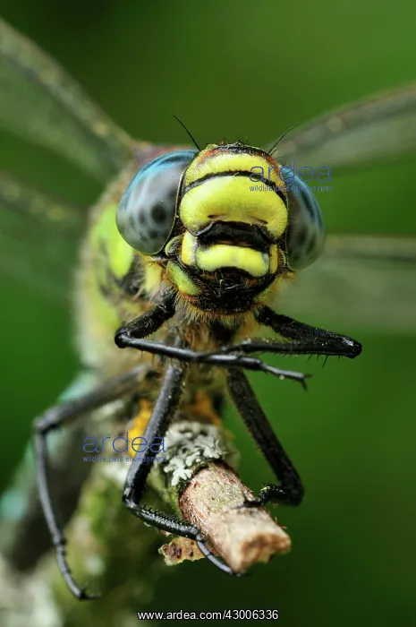 : Hairy Hawker Hairy Dragonfly portrait : Hairy Hawker Hairy Dragonfly portrait