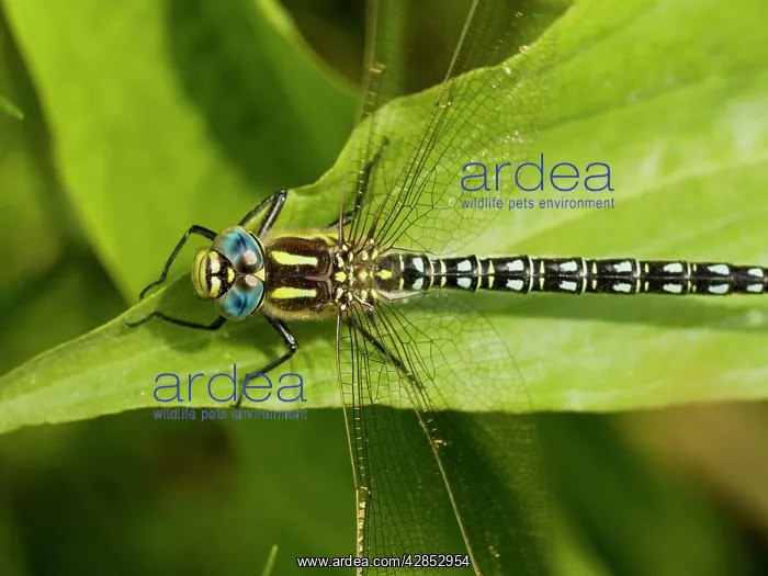 : Hairy Hawker - male : Hairy Hawker - male