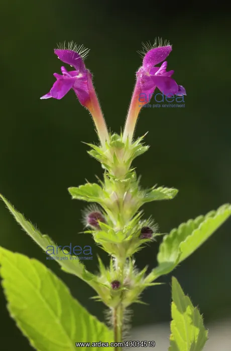 : Hairy Hemp-nettle in flower Italy