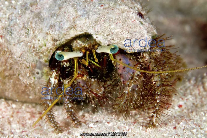 : Hairy Hermit Crab : Hairy Hermit Crab