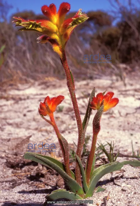: Hairy jugflower (Anigozanthos humilis humilis) : Hairy jugflower (Anigozanthos humilis humilis)