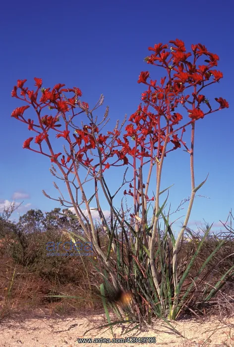: Hairy jugfloweror Red kangaroo paw (Anigozanthos : Hairy jugfloweror Red kangaroo paw (Anigozanthos