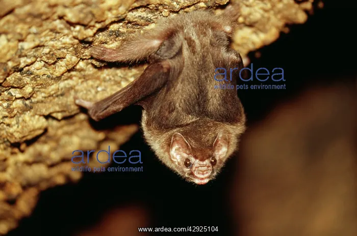 : Hairy-legged Vampire BAT - roosting in cave : Hairy-legged Vampire BAT - roosting in cave