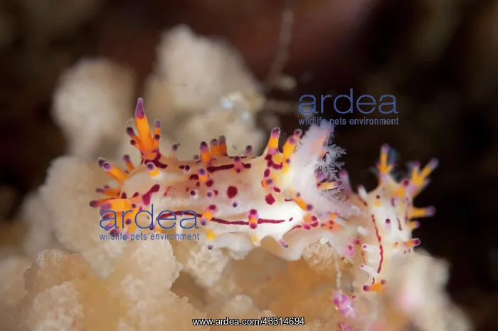 : Hairy Norse God Nudibranch : Hairy Norse God Nudibranch