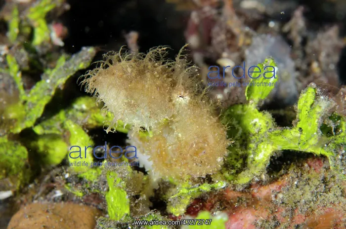 : Hairy Octopus - one of the rarest creatures to see underwate : Hairy Octopus - one of the rarest creatures to see underwate