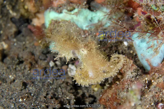 : Hairy Octopus - one of the rarest creatures to see underwate : Hairy Octopus - one of the rarest creatures to see underwate