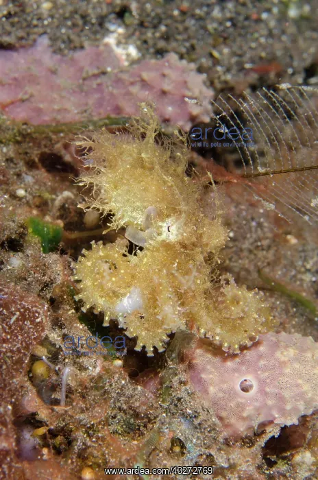 : Hairy Octopus - one of the rarest creatures to see underwate : Hairy Octopus - one of the rarest creatures to see underwate