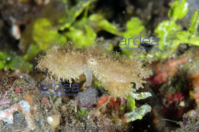 : Hairy Octopus - with siphon - one of the rarest creatures to : Hairy Octopus - with siphon - one of the rarest creatures to