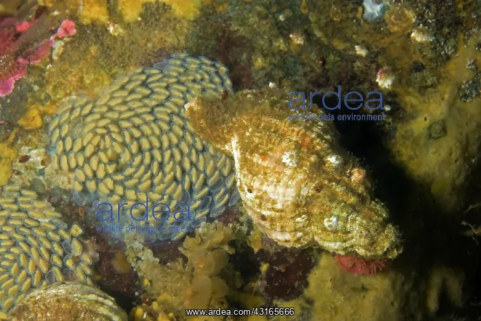 : hairy or Oregon triton Fusitriton oregonensis lying eggs Ala : hairy or Oregon triton Fusitriton oregonensis lying eggs Ala