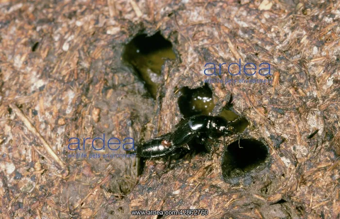 : Hairy Rove Beetle - on cow dung : Hairy Rove Beetle - on cow dung