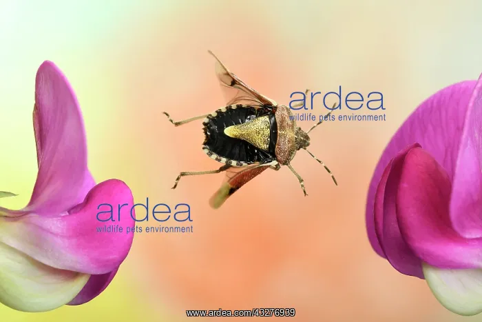 : Hairy Shieldbug (Dolycoris baccarum), in flight : Hairy Shieldbug (Dolycoris baccarum), in flight