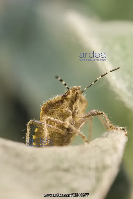 : Hairy ShieldBug - Norfolk UK : Hairy ShieldBug - Norfolk UK