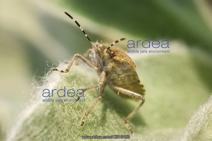 : Hairy ShieldBug - Norfolk UK : Hairy ShieldBug - Norfolk UK