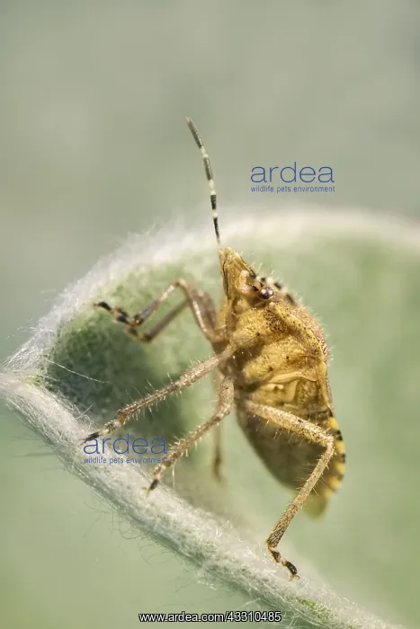 : Hairy ShieldBug - Norfolk UK : Hairy ShieldBug - Norfolk UK