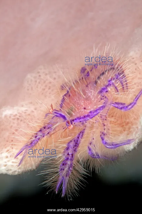 : Hairy Squat Lobster : Hairy Squat Lobster