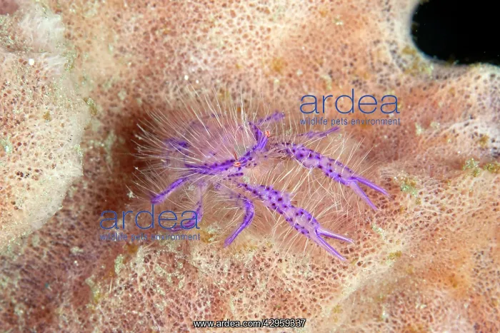 : Hairy Squat Lobster : Hairy Squat Lobster