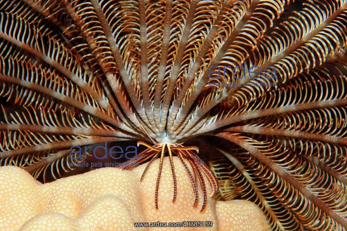 : Hairy star (Lamprometra klunzingeri) from below : Hairy star (Lamprometra klunzingeri) from below
