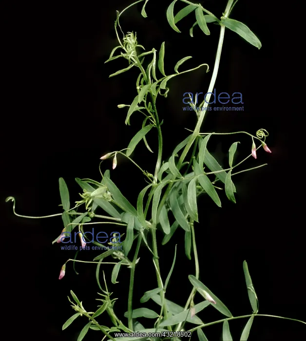  : Hairy tare in flower