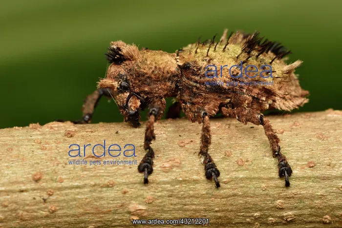 : Hairy Weevil (Lithinus sepidioides), waxy covering : Hairy Weevil (Lithinus sepidioides), waxy covering
