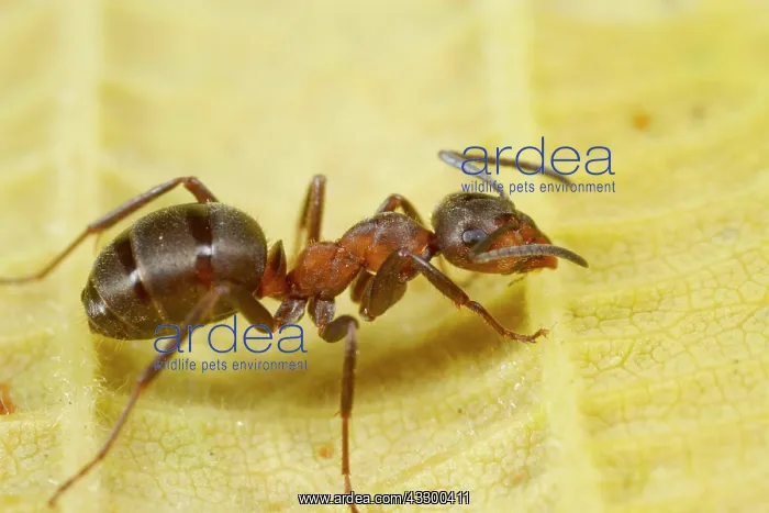 : Hairy Wood Ant (Formica lugubis) adult worker, standing : Hairy Wood Ant (Formica lugubis) adult worker, standing