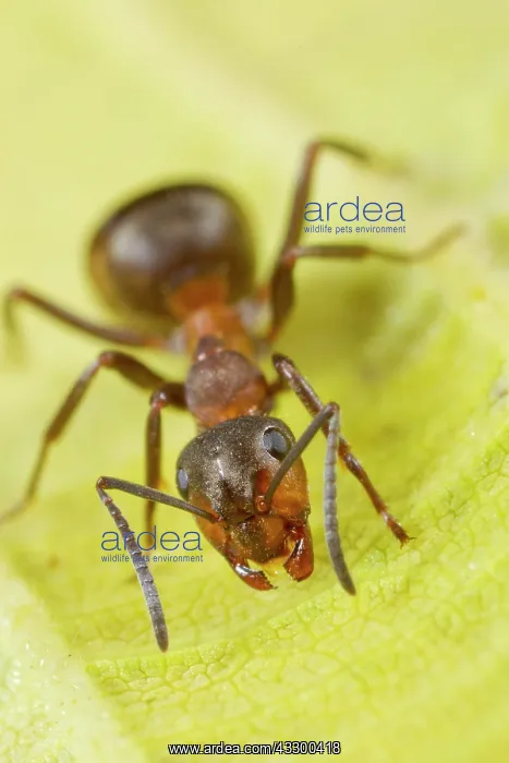 : Hairy Wood Ant (Formica lugubis) adult worker, standing : Hairy Wood Ant (Formica lugubis) adult worker, standing
