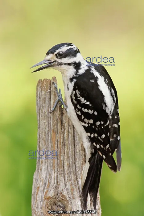 : Hairy Woodpecker : Hairy Woodpecker