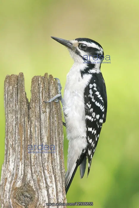 : Hairy Woodpecker : Hairy Woodpecker