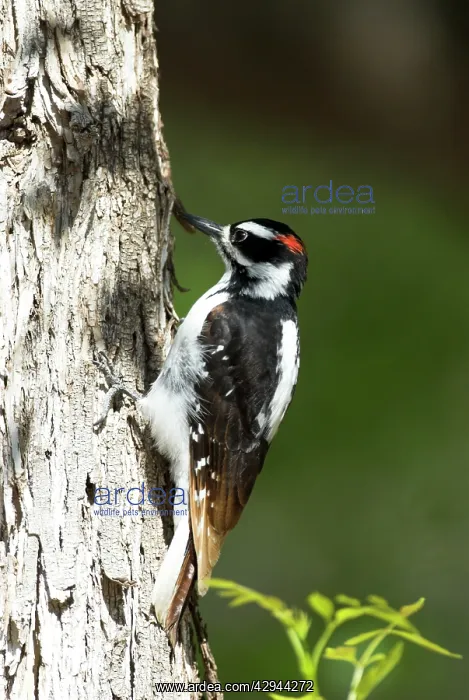 : Hairy Woodpecker : Hairy Woodpecker