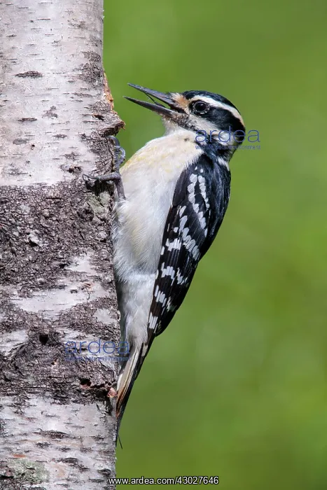: Hairy Woodpecker : Hairy Woodpecker