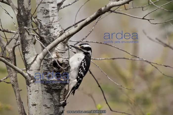 : Hairy Woodpecker : Hairy Woodpecker