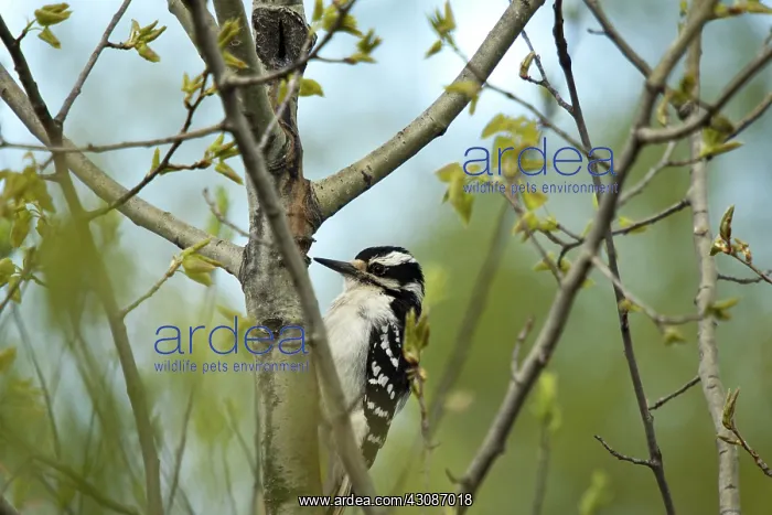 : Hairy Woodpecker : Hairy Woodpecker