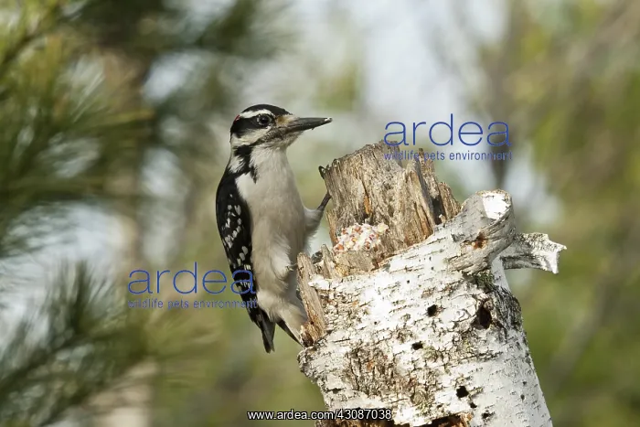 : Hairy Woodpecker : Hairy Woodpecker