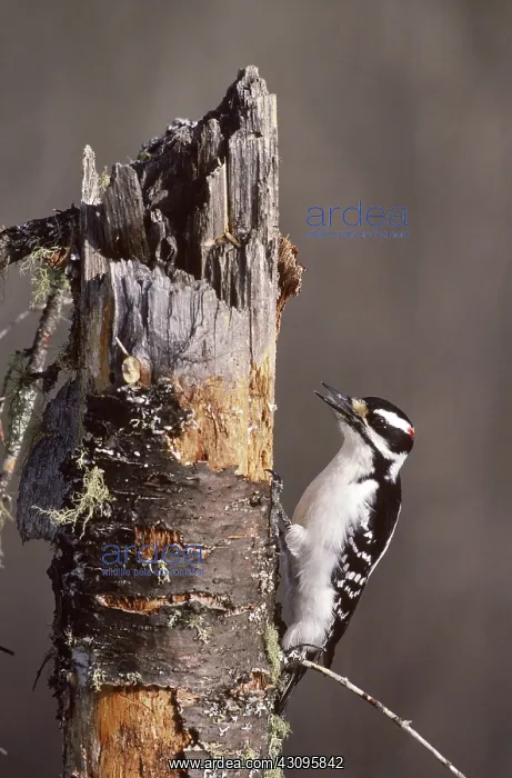 : Hairy Woodpecker : Hairy Woodpecker