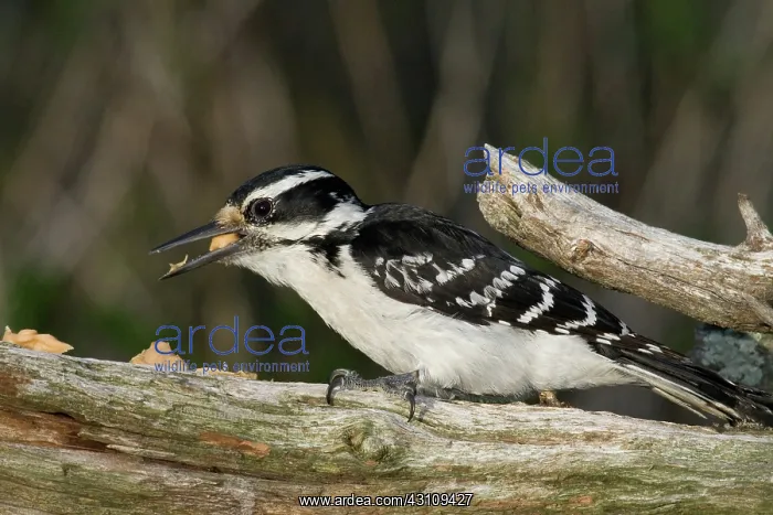 : Hairy Woodpecker : Hairy Woodpecker