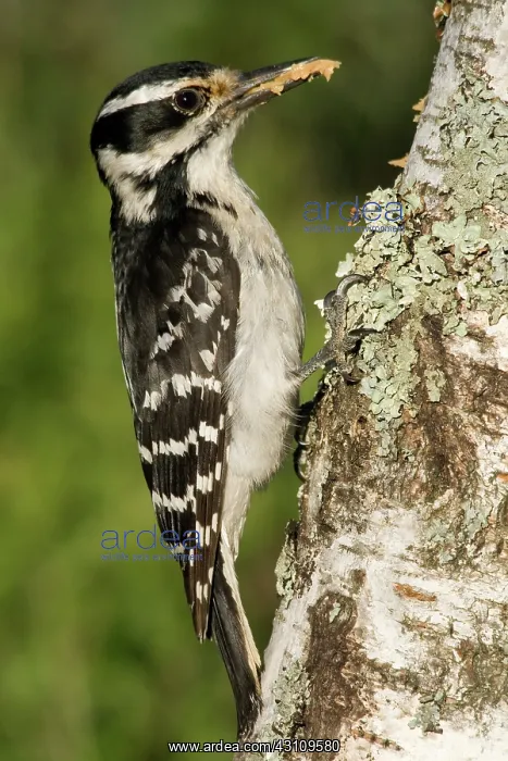 : Hairy Woodpecker : Hairy Woodpecker